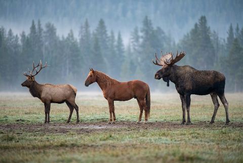 Domestic horse, in “Elk vs horse vs moose”