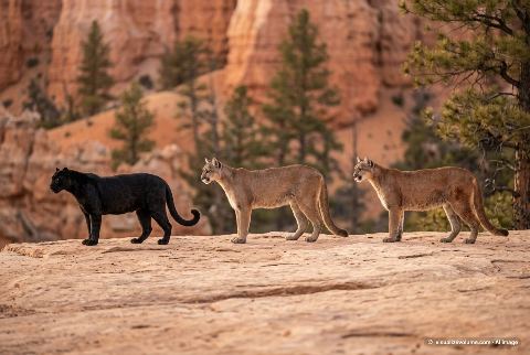 North American cougar, in “Panther vs cougar vs mountain lion”