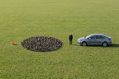 What do 1,000 starlings look like?