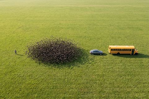 What do 10,000 bats look like?