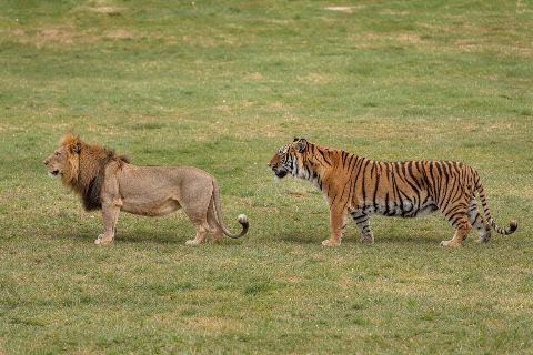 Lion vs tiger: size comparison