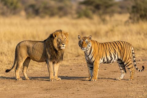 African lion, in “Lion vs tiger”