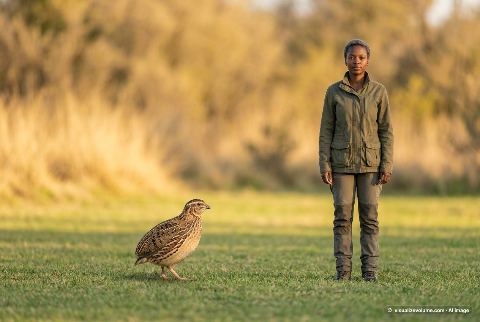 Common quail, in “Quail vs person”